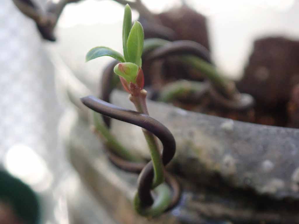 真弓の盆栽の新芽