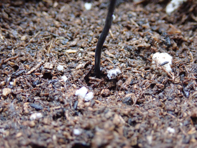 赤松の軸切り挿し芽のやり方　土に穴を開ける
