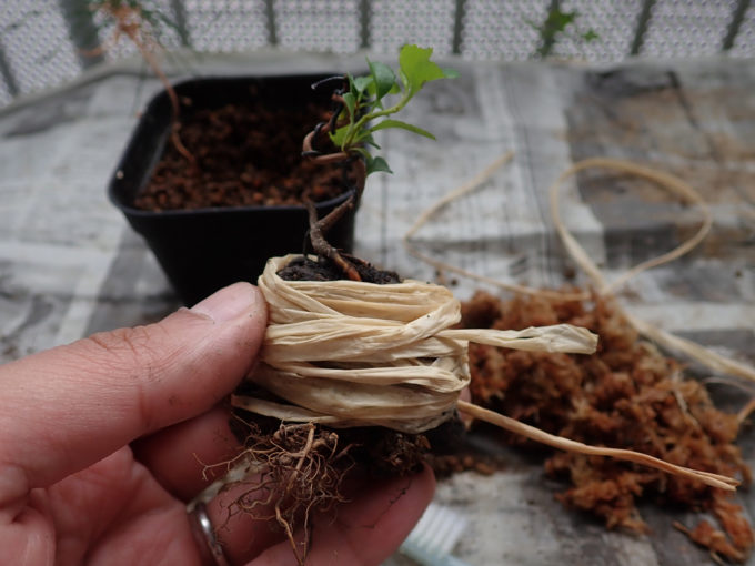 長寿梅の石付き盆栽の作り方　ラフィアで水苔を固定する