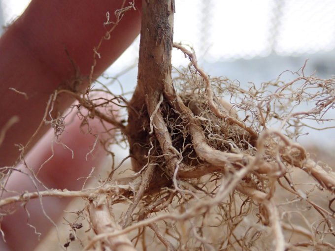 サルスベリの針金外し　根の状態