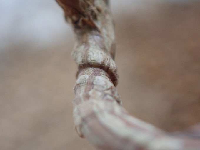 サルスベリの針金外し　針金の痕