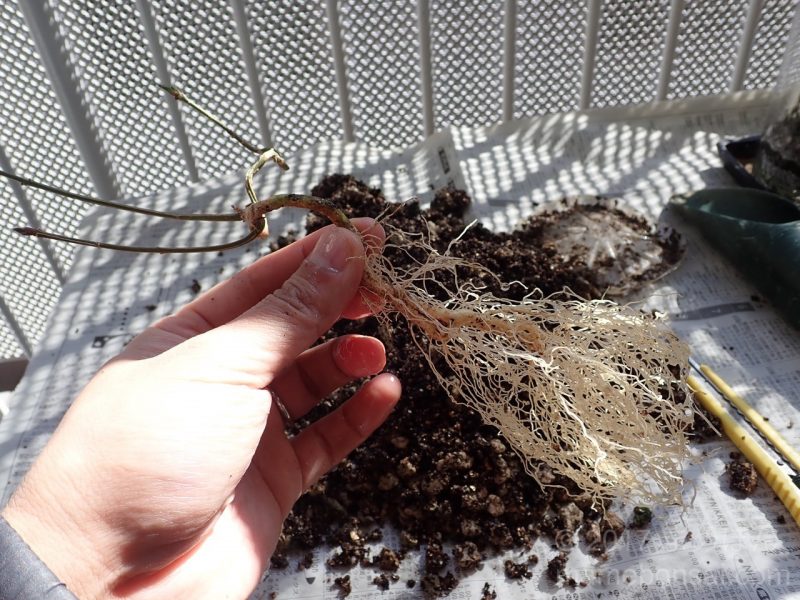 真弓の植え替え - 2本目の根の状態