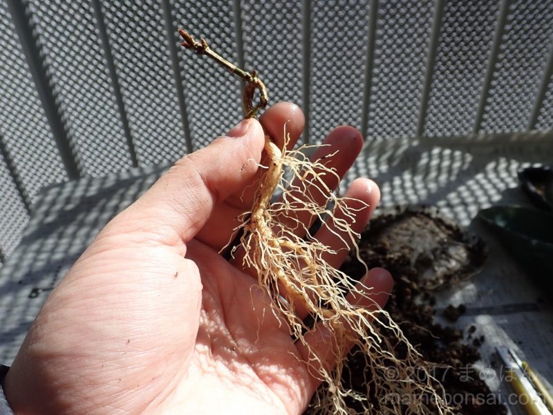 真弓の植え替え - 1本目の根