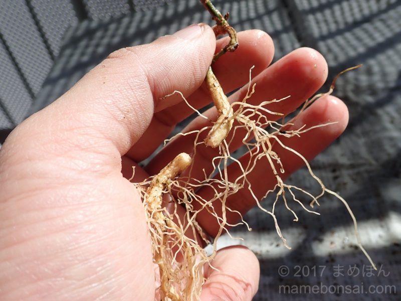 真弓の植え替え - 1本目の根を切る