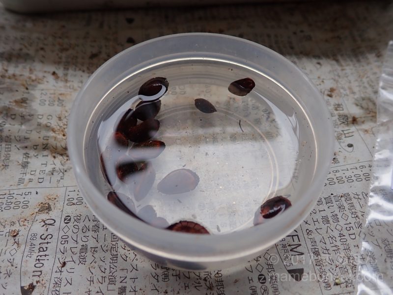 姫五葉松の種蒔き - 種を一晩水に浸ける