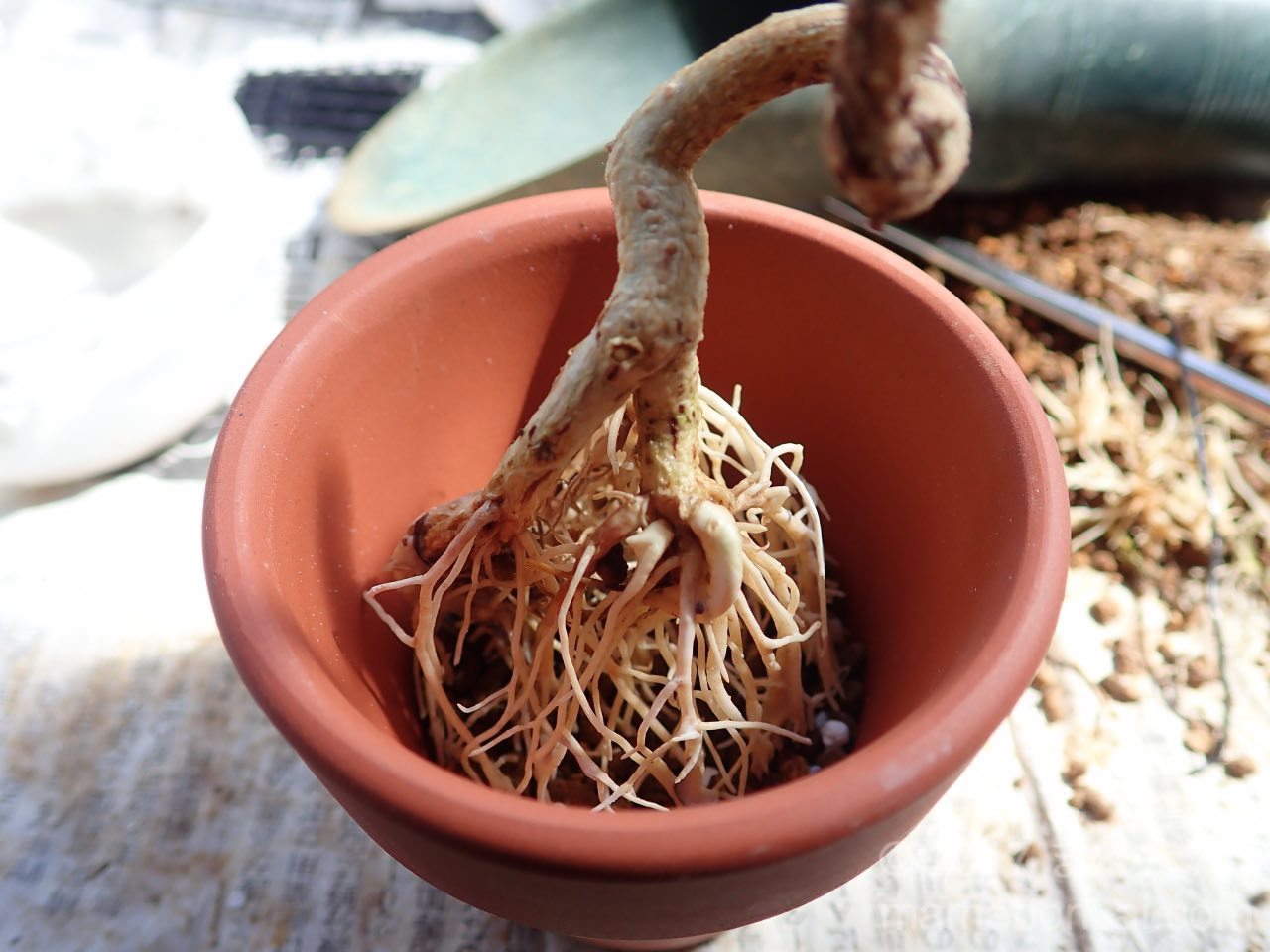 マユミの植替え - 朱泥鉢に植え付ける