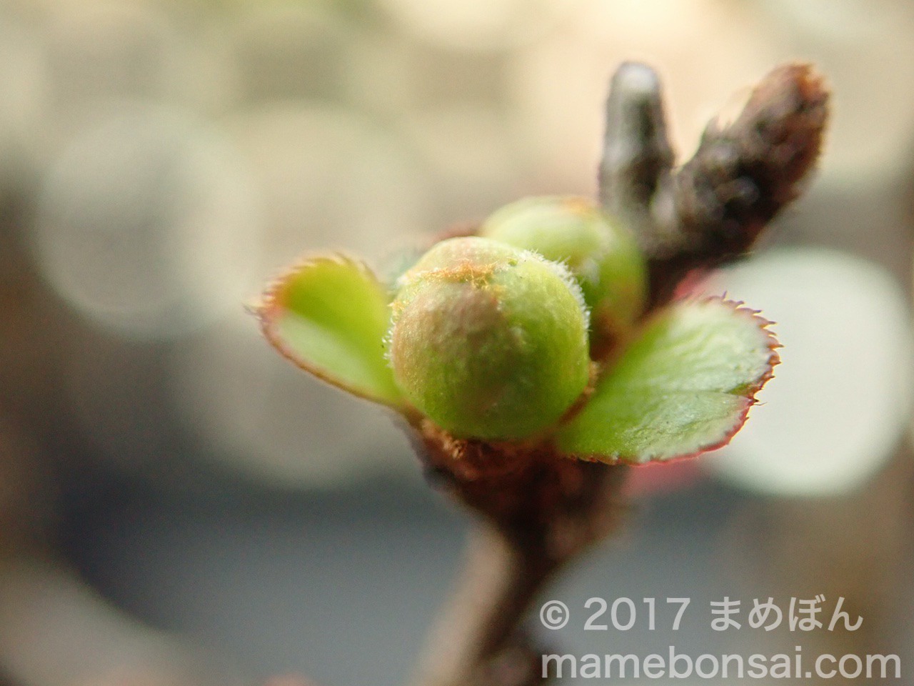 長寿梅の花芽
