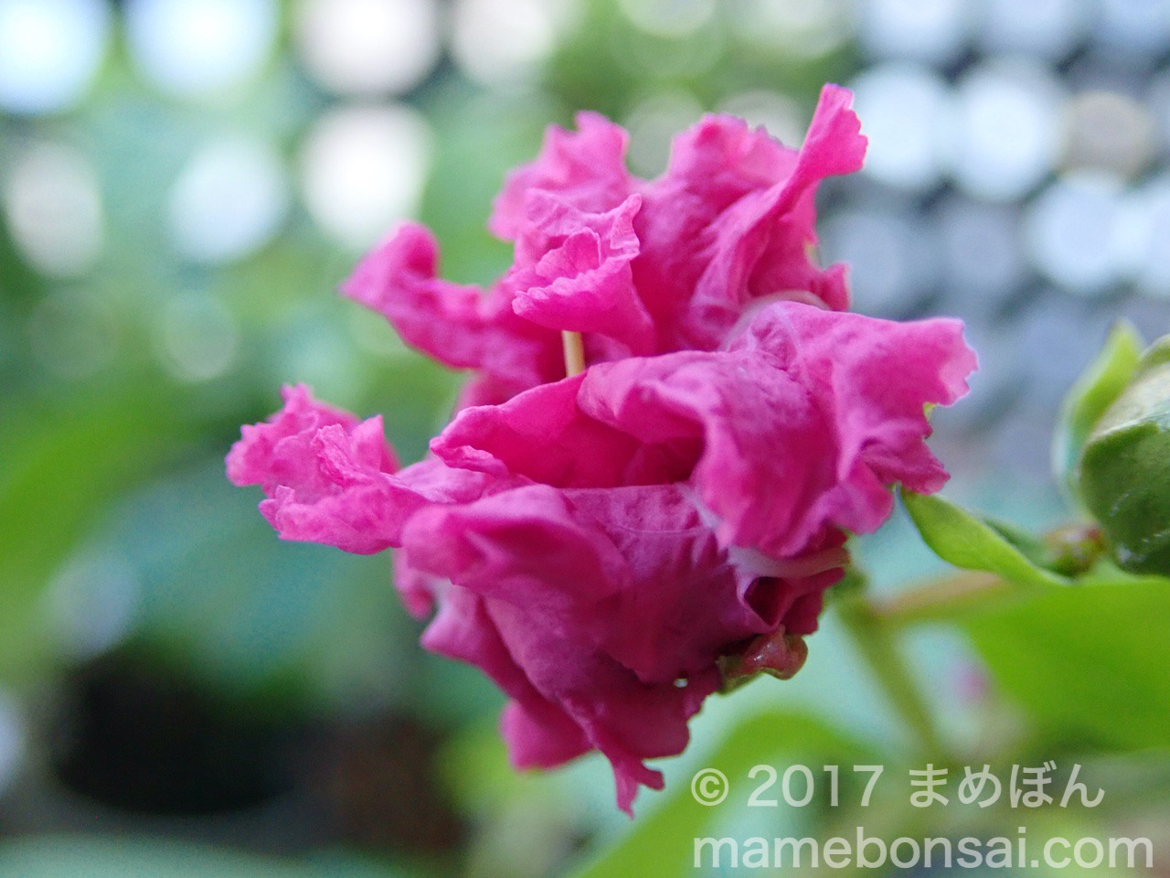 濃いピンクのサルスベリの花