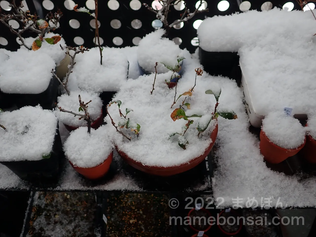 雪が積もった盆栽