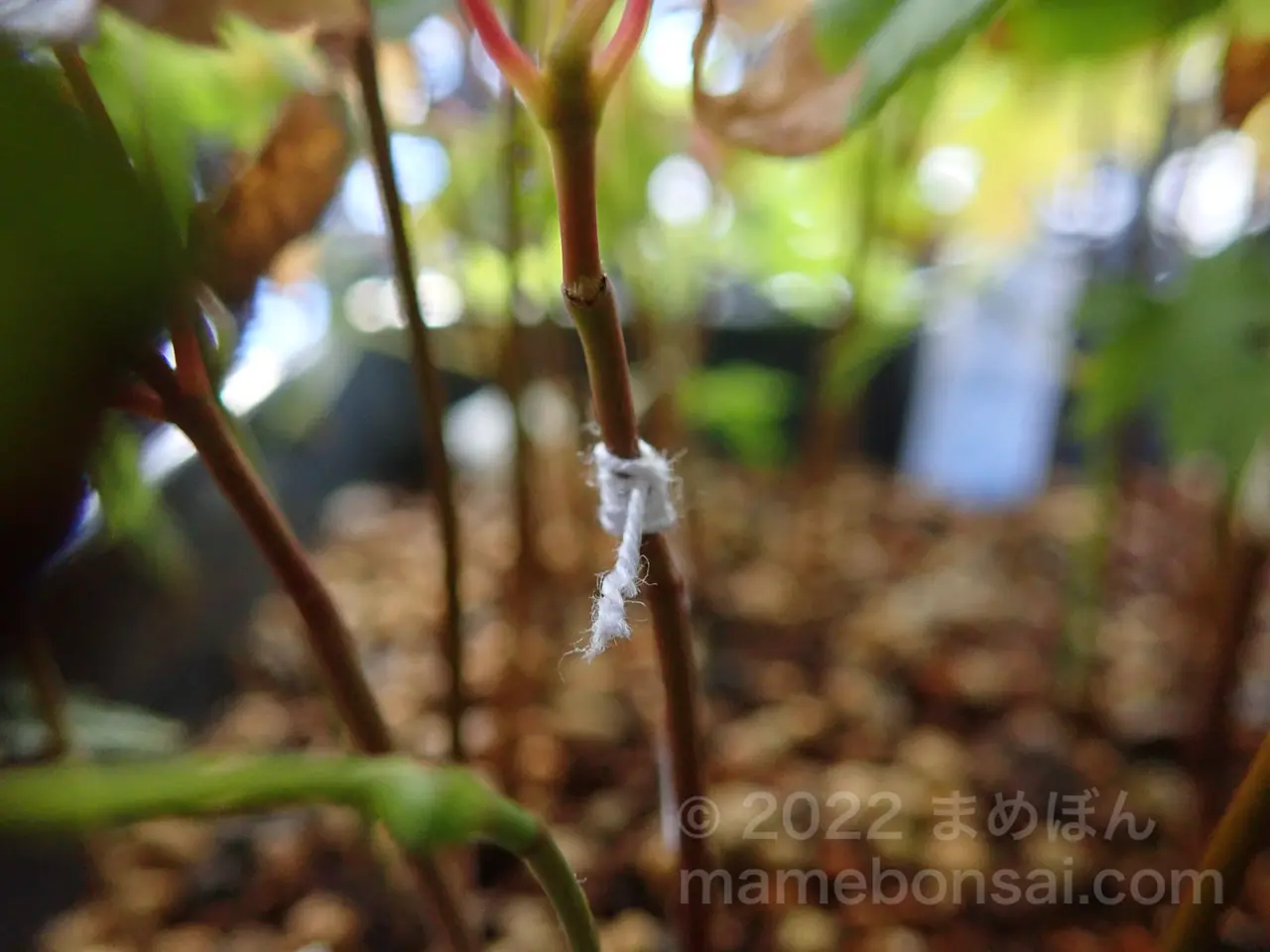 プランターのトウカエデに混じって生えているイロハモミジに木綿糸で印をつける