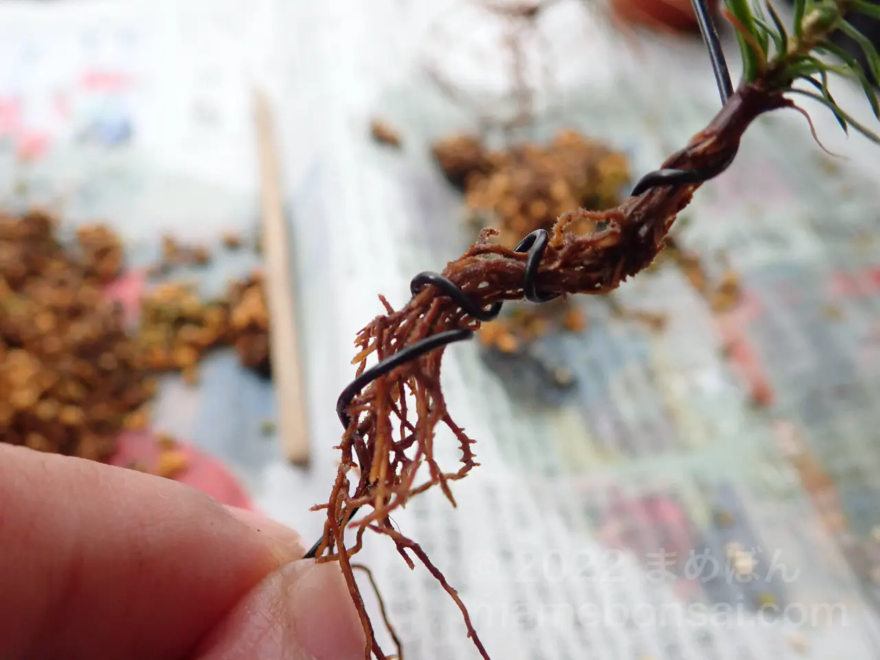 五葉松の根上りの作り方