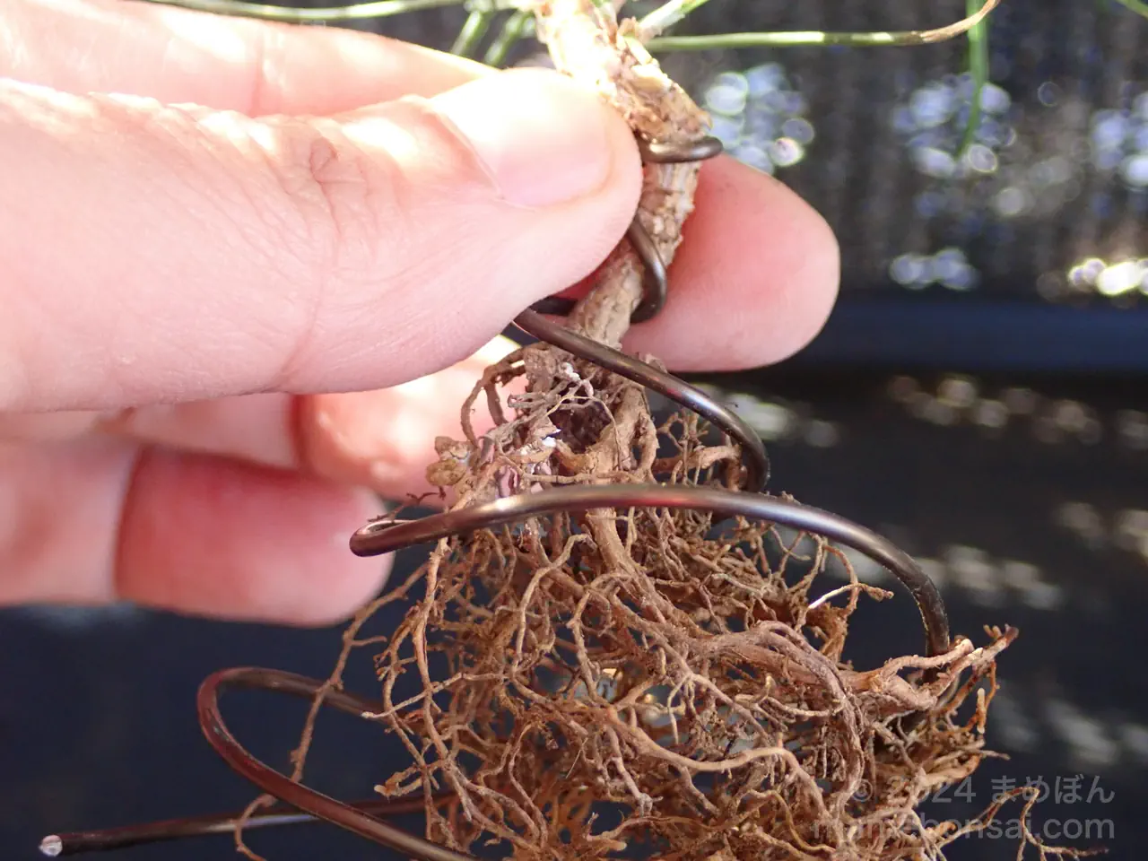 植え直しする黒松の盆栽苗を針金でサポートする